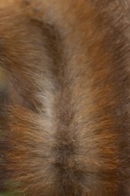 Red squirrel (Sciurus vulgaris) adult animal close up of its tail fur, Yorkshire, England, United