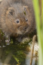 Water vole (Arvicola amphibius) adult rodent animal in a pond in summer, RSPB Minsmere nature