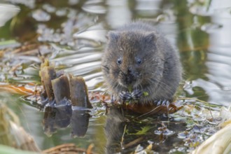 Water vole (Arvicola amphibius) adult rodent animal eating pond weed in a pond in summer, RSPB