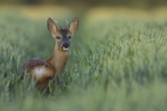 Roe deer (Capreolus capreolus) adult roebuck male buck in a farmland cereal crop in summer,