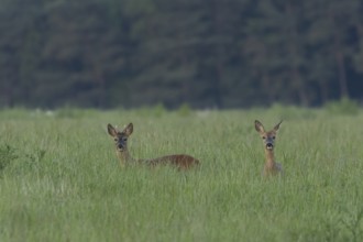 Roe deer (Capreolus capreolus) adult female doe and roebuck male two animals in a farmland cereal