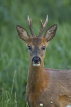 Roe deer (Capreolus capreolus) adult roebuck male buck in grassland in a woodland in summer,