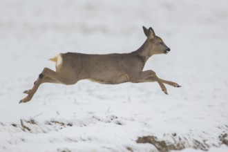 Roe deer (Capreolus capreolus) adult female doe running in a snow covered field in winter, Suffolk,