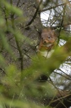 Red squirrel (Sciurus vulgaris) adult animal on a tree branch, Yorkshire, England, United Kingdom