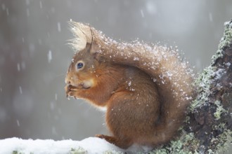 Red squirrel (Sciurus vulgaris) adult animal feeding on a nut in a snow storm in a woodland in