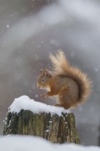 Red squirrel (Sciurus vulgaris) adult animal on a tree stump in a snow storm in a woodland in