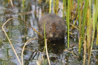 Water vole (Arvicola amphibius) adult rodent animal amongst reeds in a pond in summer, RSPB