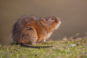 Water vole (Arvicola amphibius) adult rodent animal on a river bank in spring, England, United