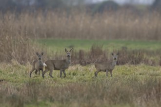 Roe deer (Capreolus capreolus) adult doe and juvenile fawns three animals in a fenland landscape in