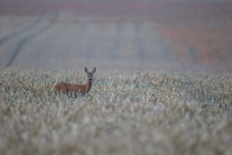 Roe deer (Capreolus capreolus) adult female doe in a farmland cereal crop in summer, Suffolk,