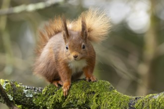 Red squirrel (Sciurus vulgaris) adult animal on a moss covered tree branch, Yorkshire, England,