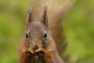 Red squirrel (Sciurus vulgaris) adult animal feeding on a nut, Yorkshire, England, United Kingdom