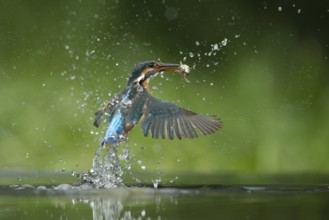 Common kingfisher (Alcedo atthis) adult female bird emerging from the water of a river with a