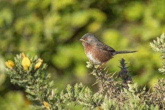 Dartford warbler (Sylvia undata) adult male bird on a Gorse bush branch, England, United Kingdom