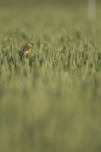 Yellow wagtail (Motacilla flava) adult bird in a farmland wheat crop with insects in its beak for