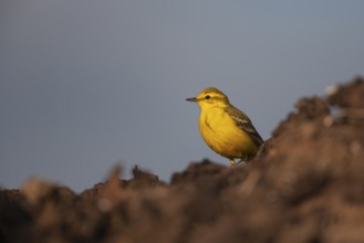 Yellow wagtail (Motacilla flava) adult bird on a farmland muck heap in spring, Suffolk, England,