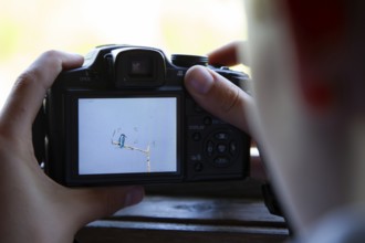 Common kingfisher (Alcedo atthis) adult bird on a tree branch being photographed from a compact