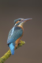 Common kingfisher (Alcedo atthis) adult female bird on a tree branch, England, United Kingdom