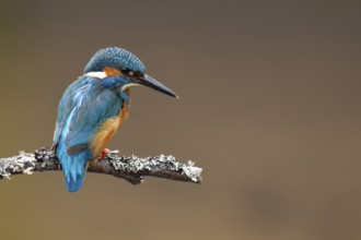 Common kingfisher (Alcedo atthis) adult male bird on a tree branch, England, United Kingdom