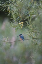 Common kingfisher (Alcedo atthis) adult female bird on a willow tree branch in summer, England,