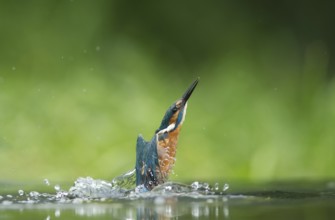 Common kingfisher (Alcedo atthis) adult bird emerging from the water of a river in summer, England,