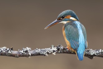 Common kingfisher (Alcedo atthis) adult female bird on a tree branch, England, United Kingdom