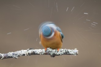 Common kingfisher (Alcedo atthis) adult bird shaking itself on a tree branch, England, United