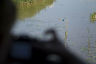 Common kingfisher (Alcedo atthis) adult bird on a tree branch being photographed from a compact
