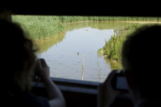 Common kingfisher (Alcedo atthis) adult bird on a tree branch being photographed from compact