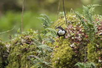 European or white throated dipper (Cinclus Cinclus) adult bird on a moss covered river bank,