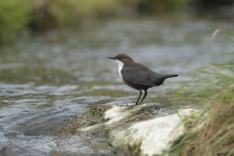 European or white throated dipper (Cinclus Cinclus) adult bird on a stone in running water of a