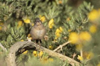 Dartford warbler (Sylvia undata) juvenile bird on a Gorse bush in spring, England, United Kingdom