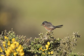Dartford warbler (Sylvia undata) adult male bird on a Gorse bush in spring, England, United Kingdom