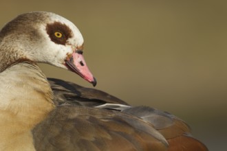 Egyptian goose (Alopochen aegyptiaca) adult bird head portrait, England, United Kingdom