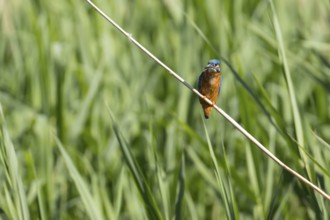 Common kingfisher (Alcedo atthis) adult bird on a reed stem, RSPB Lakenheath fen nature reserve,