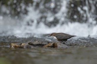 European or white throated dipper (Cinclus Cinclus) adult bird feeding in running water of a river