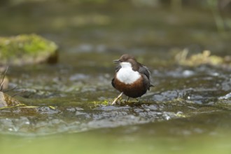 European or white throated dipper (Cinclus Cinclus) adult bird calling on a stone in running water