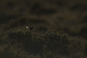 Dartford warbler (Sylvia undata) adult male bird perched on heather on heathland backlit by the