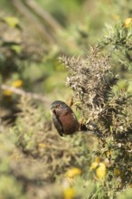 Dartford warbler (Sylvia undata) adult male bird on a Gorse bush with food in its beak in spring,