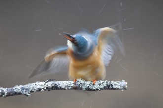 Common kingfisher (Alcedo atthis) adult female bird shaking itself on a tree branch, England,