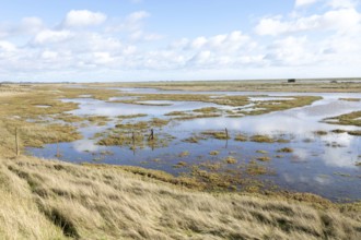 Wetland habitat of Boyton and Hollesley Marshes Nature Reserve, River Ore and Orford Ness shingle