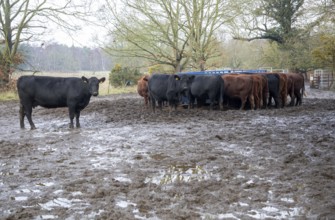 Mixed group hardy Red Poll weanlings calves overwintering outdoors in muddy area by silage feed,