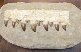 Fossilized jaw fragment teeth from a Mosasaur, large prehistoric marine reptile from the Late