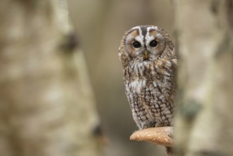 Tawny owl (Strix aluco) adult bird on a Bracket fungi on a Silver birch tree in a woodland in