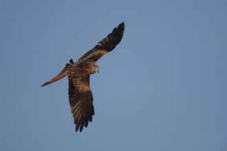 Red kite (Milvus milvus) adult raptor bird of prey in flight, Wales, United Kingdom