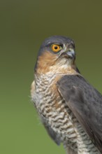 Eurasian sparrowhawk (Accipiter nisus) adult male bird of prey head portrait, England, United