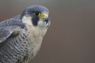 Peregrine falcon (Falco peregrinus) adult bird of prey head portrait, England, United Kingdom