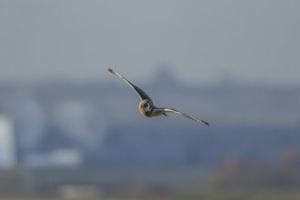 Short eared owl (Asio flammeus) adult bird in flight, England, United Kingdom