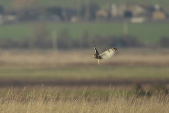 Short eared owl (Asio flammeus) adult bird hunting in flight hovering over grassland, England,