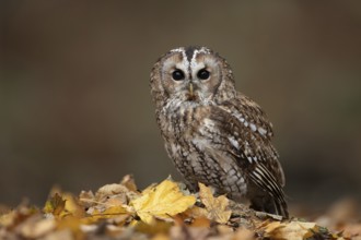 Tawny owl (Strix aluco) adult bird on autumn colour leaves in a woodland, England, United Kingdom